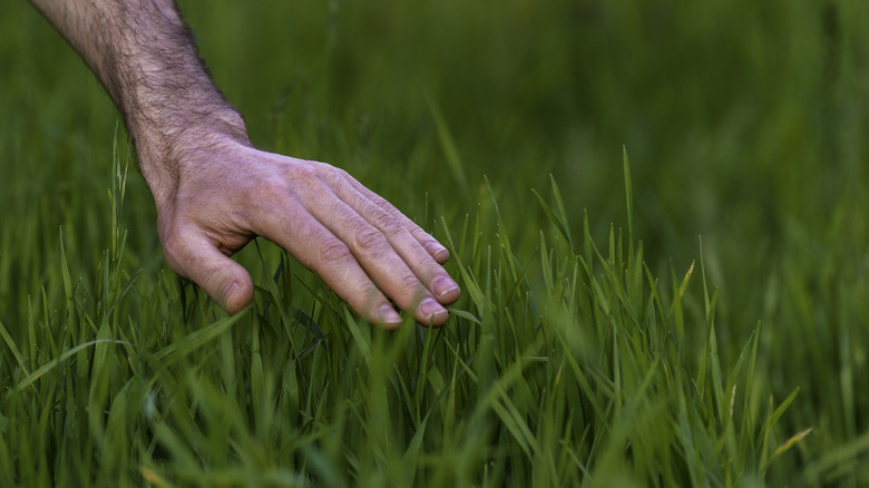 hand hovering over tall fescue grass