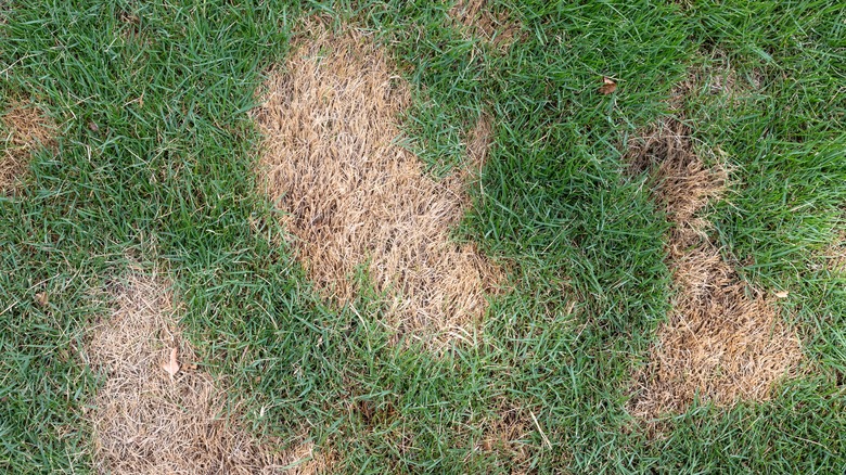 patchy lawn with brown spots