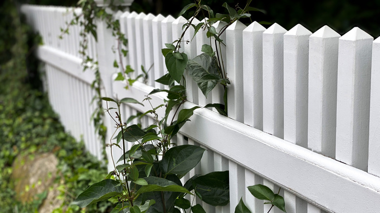 Vines growing on a white fence.