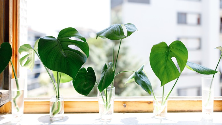 Monstera propagation in water