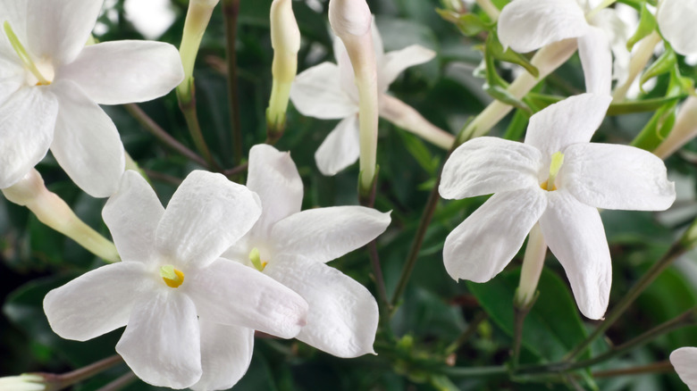 Flowering Jasmine plant