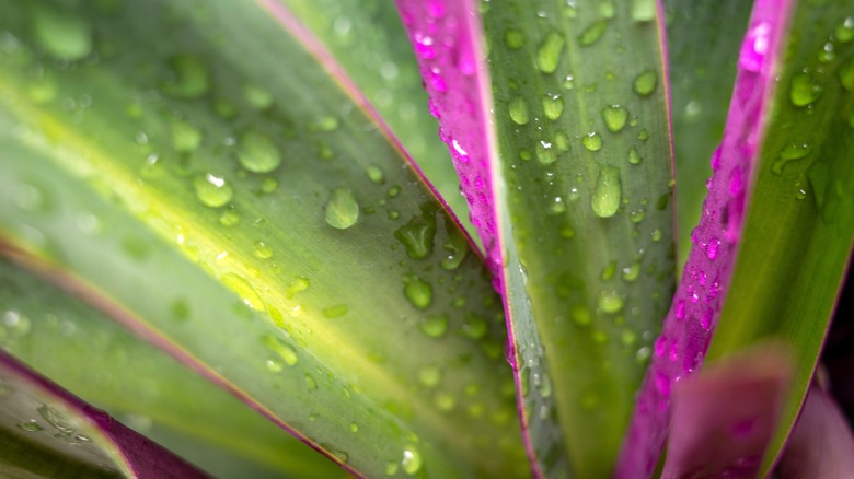 purple boat lily leaves upclose