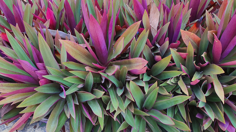 row of boat lilies