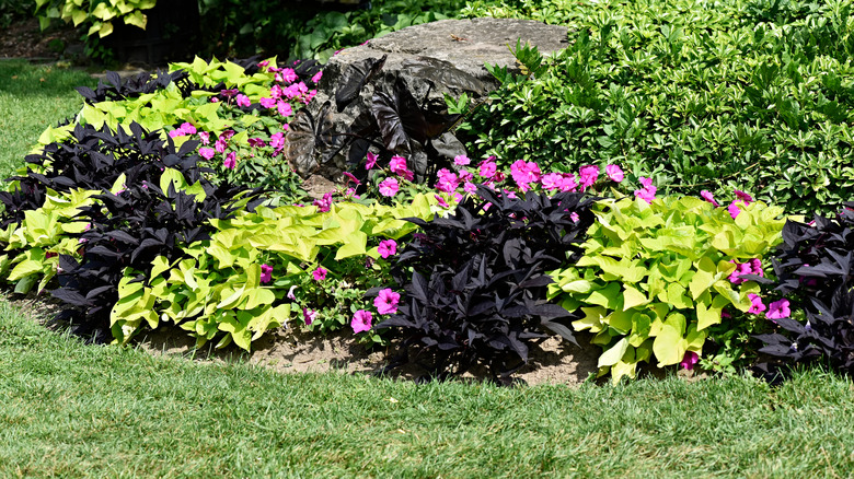 Pachysandra with other plants