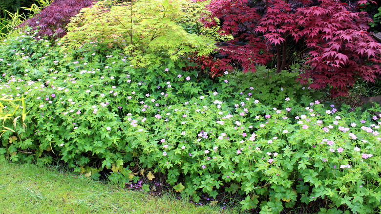 hardy geranium growing by trees