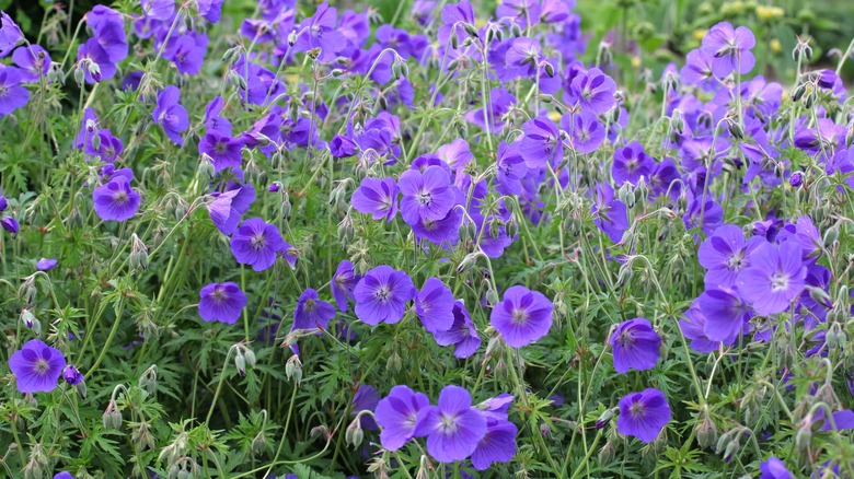 purple hardy geranium