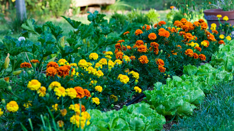 Marigolds grow in a garden.