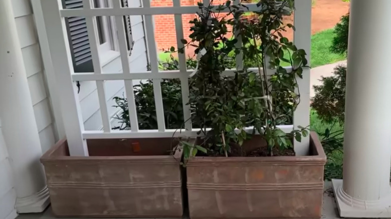 Porch trellis in planters with jasmine