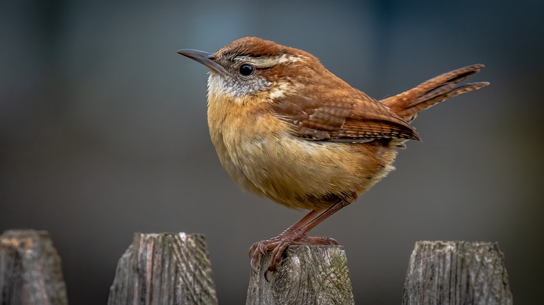 bird on fence