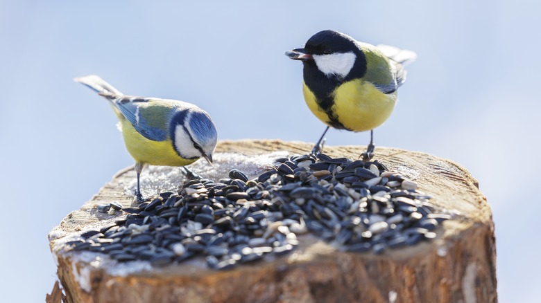 birds eating seeds on stump