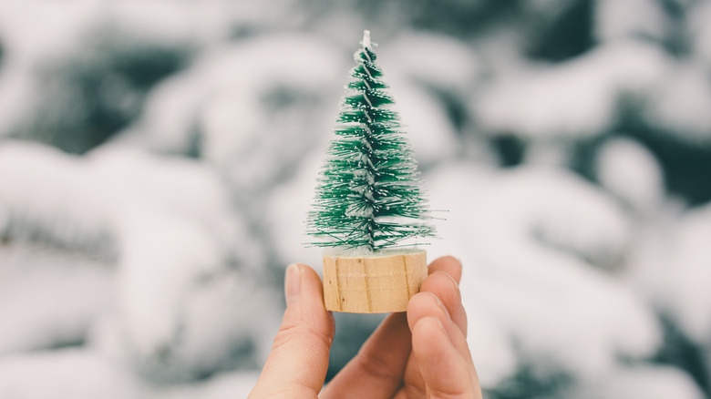 Person holding bottlebrush tree