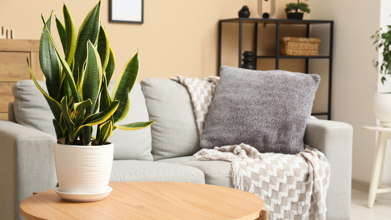 A potted plant on a living room side table near a couch