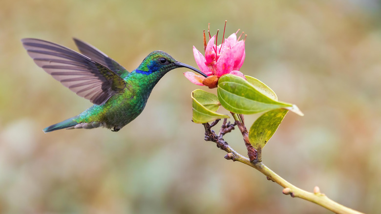 Hummingbird feeding on pink flower