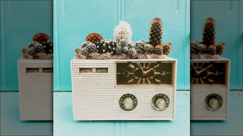 succulents in vintage radio