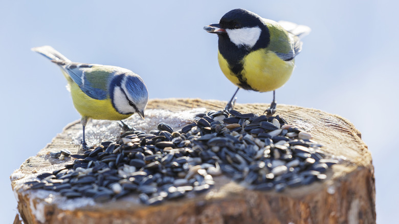 Two small yellow and black birds are on a stump eating sunflower seeds.