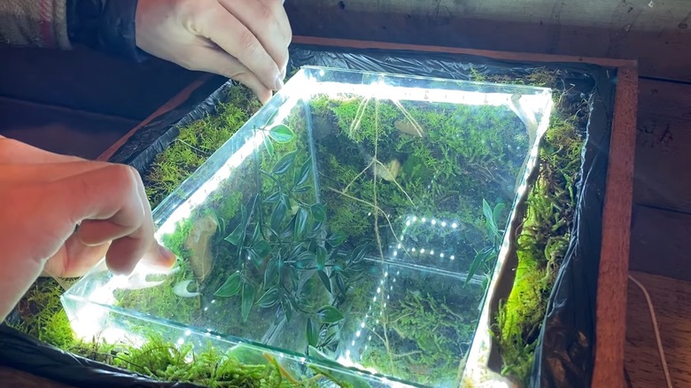 A pair of hands securing glass top to an infinity table with a terrarium theme