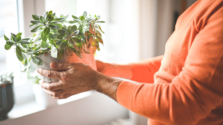 A person wearing peach sweater lifting a potted houseplant by a window