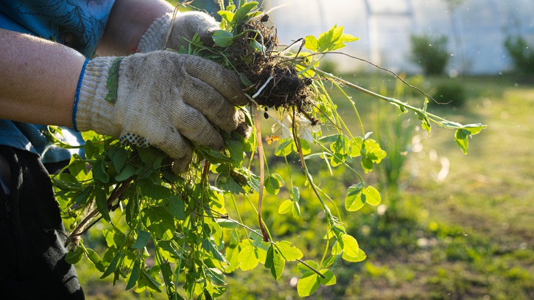 weeds in gloved hands