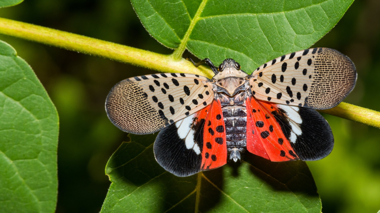 DIY A Spotted Lanternfly Trap Before They Become A Nuisance