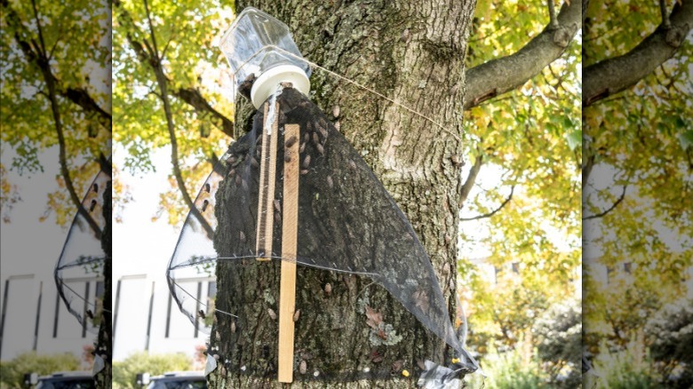 spotted laternfly trap on tree