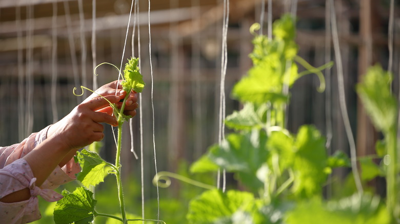 Gardener tending to trellis plants