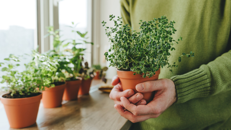 A person holding a potted herb in a terracotta pot with several other herbs in pots on a windowsill in the background