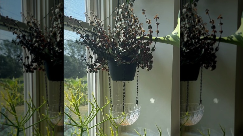 A person creating a drip tray for hanging plants with chains and bowl.