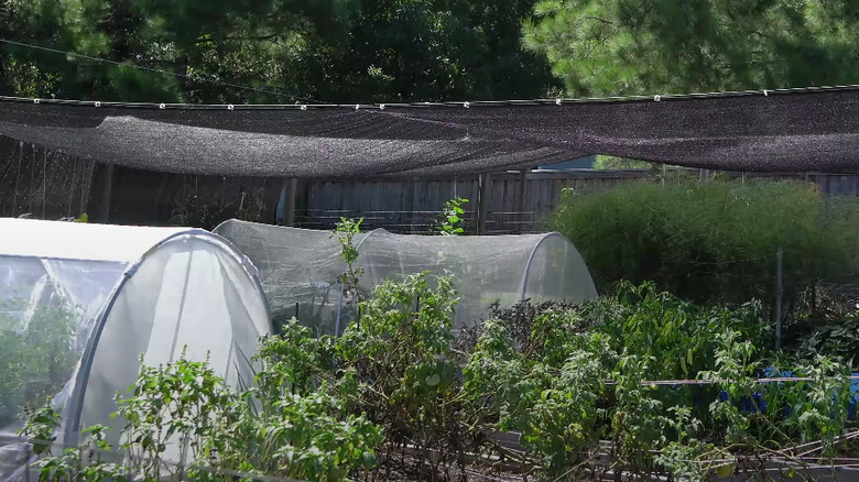 black shade cloth over plants 