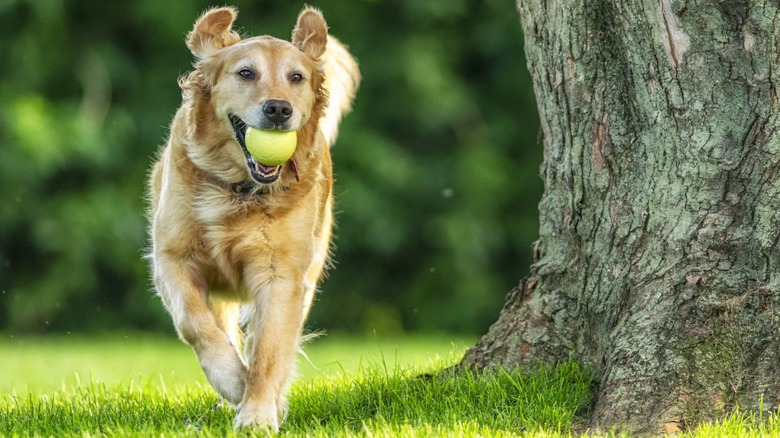 retriever with tennis ball in mouth running past tree on grassy lawn