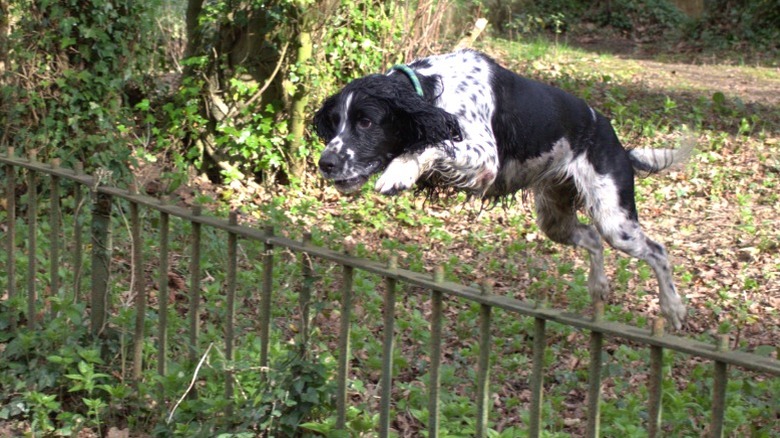 dog jumping over low metal fence