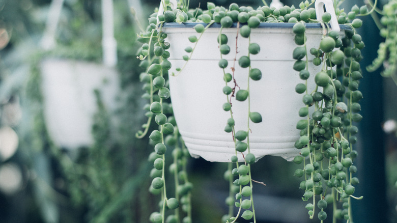 String of pearls hanging plant