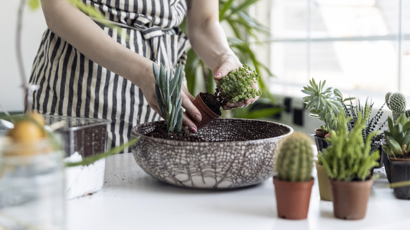 DIY A Thriving Succulent Planter With Martha Stewart's Expert Tips