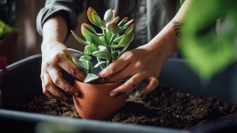 Gardener plants jade in pot