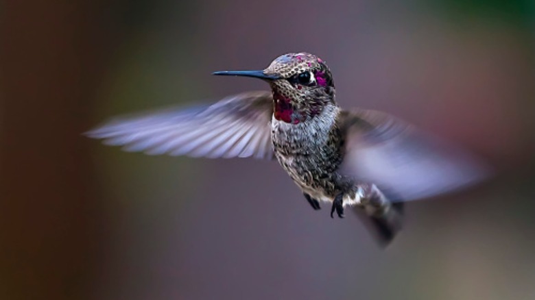 hummingbird beating its wings