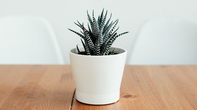 Succulent on table