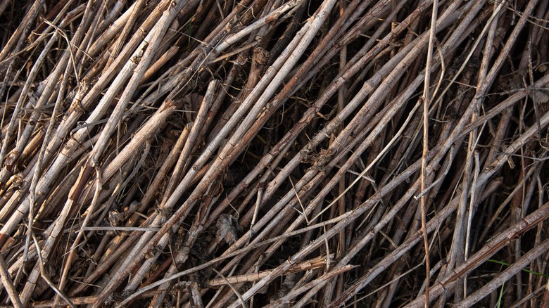 Brown twigs in a pile