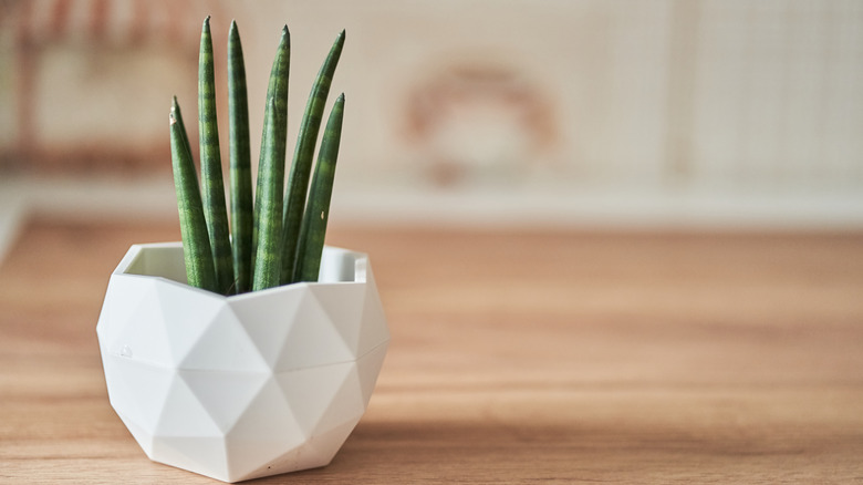 A small potted plant sitting on a table