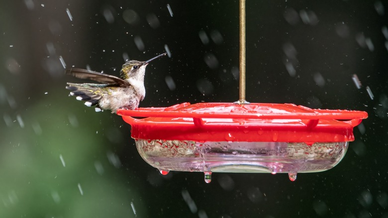 Hummingbird feeder in rain