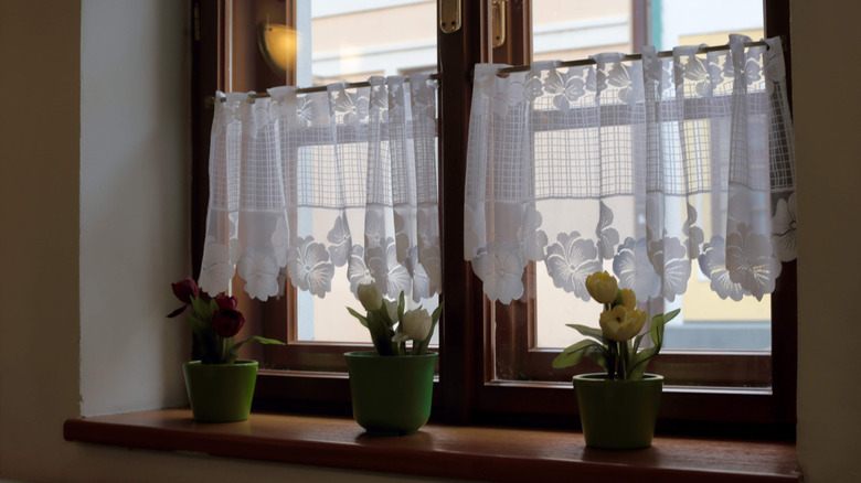 Tulips in front of lacy curtained windows