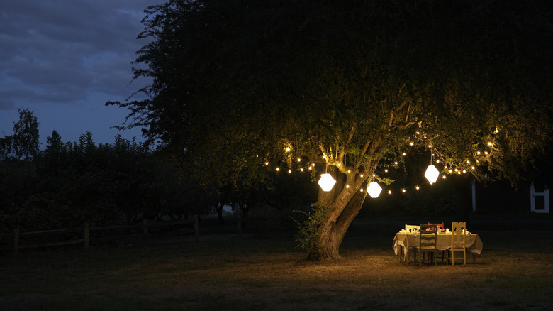 Dark garden lit with lanterns hanging from a tree