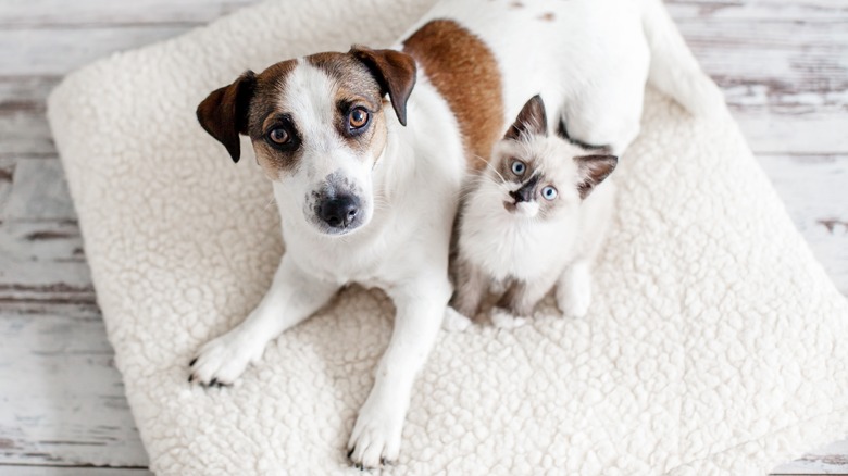 pillow with dog and cat