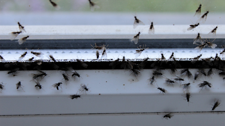 Flies on a window sill