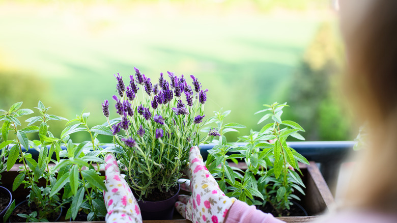 Person growing lavender