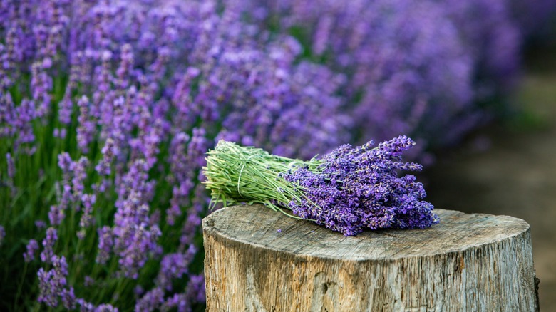 Sprigs of lavender on wood