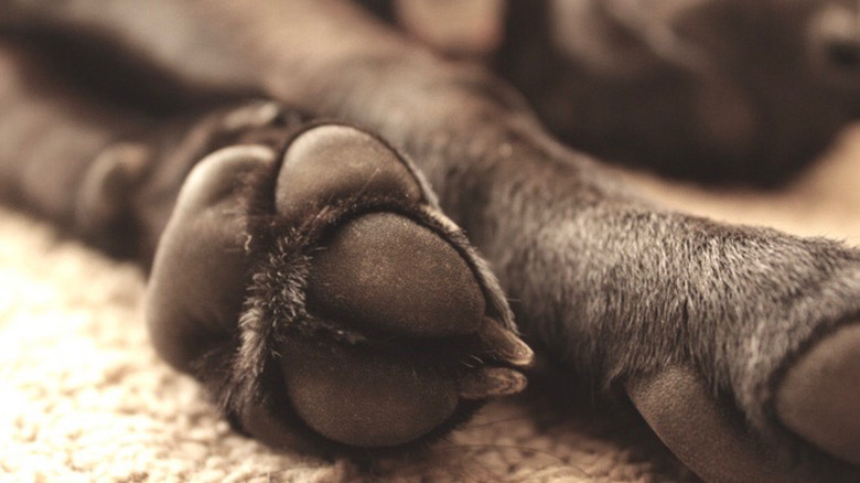 Close up of black labrador retriever dog paws