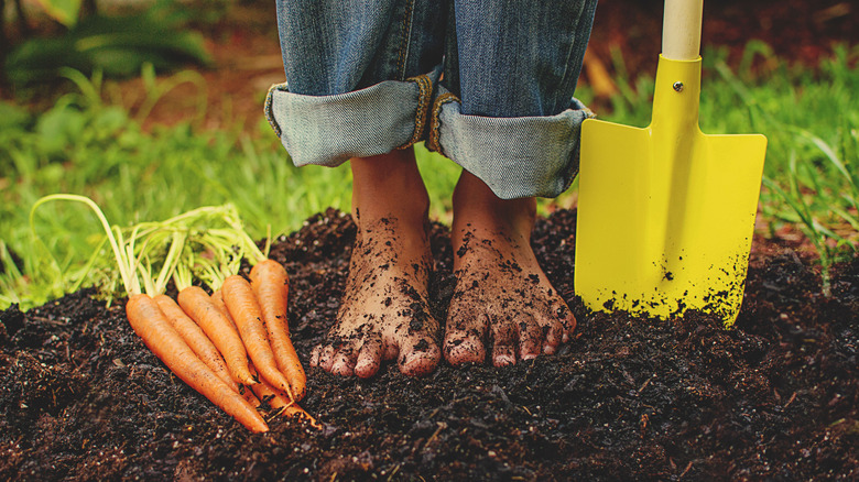 Person with soil-covered feet standing in garden next to a shovel and carrots.