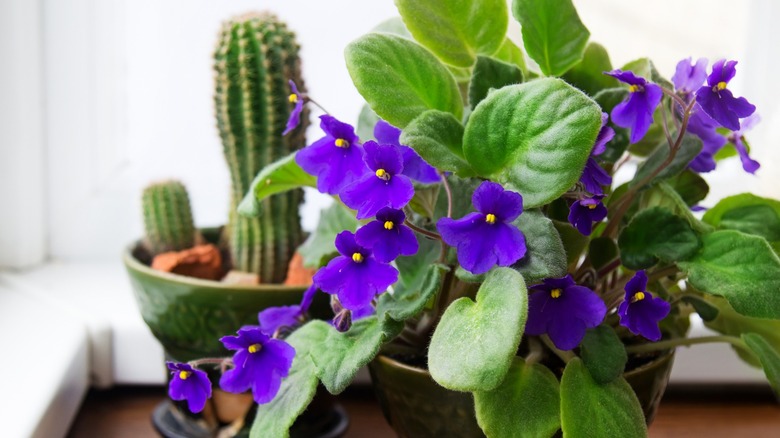 African Violets and cactus