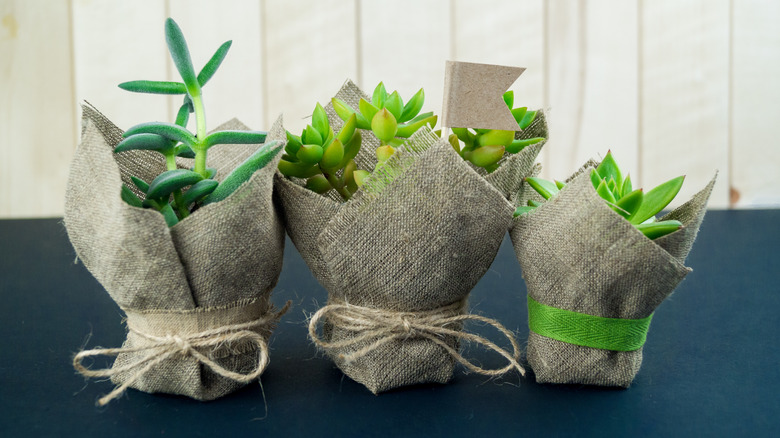 Succulents growing in burlap bag