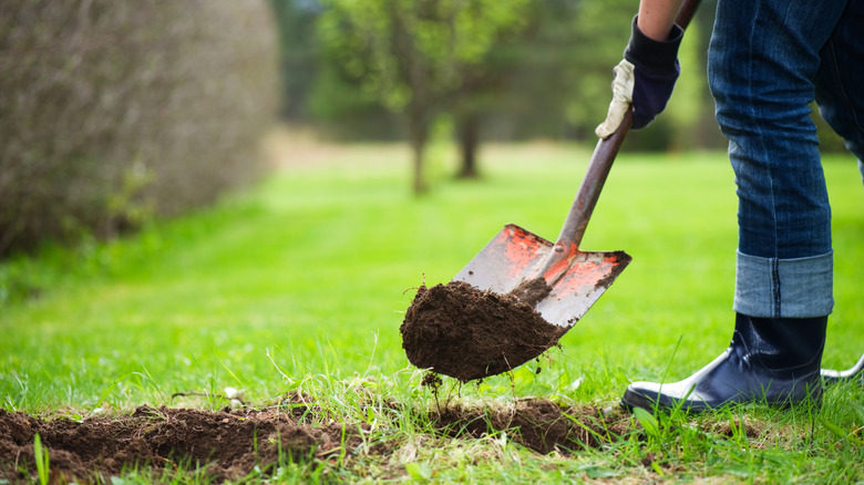 A person digs into sod