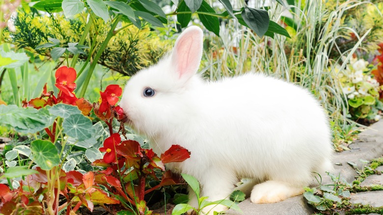 Bunny sniffing plant